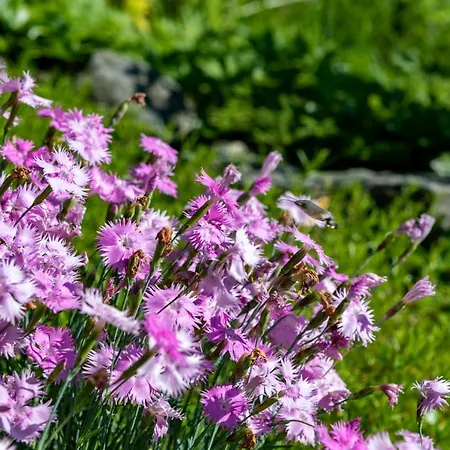 公寓式酒店 - Florian 蓬高圣约翰